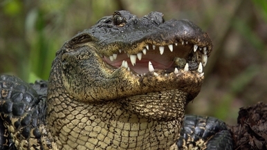 美國短吻鱷是自然界中的好媽咪