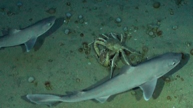 水下攝影機引來鯊魚，意外驚擾了一對交配中的螃蟹