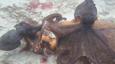 看兩隻章魚在海底「定孤支」