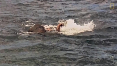 亞洲象的奇幻漂流––看斯里蘭卡海軍拯救漂浮於外海的大象