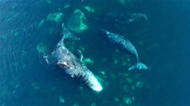 鯨魚也要護膚？看弓頭鯨用海底巨石除死皮