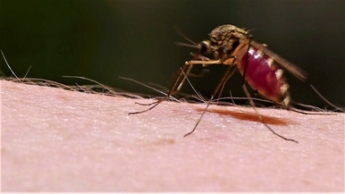覺得蚊子會隱身術的請舉手！ 牠們如何辦到的？