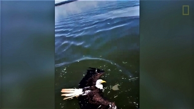 一家人救起在海中游泳的老鷹！