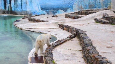 《白熊計畫》– 比利時艾瓦耶 Monde Sauvage 動物園