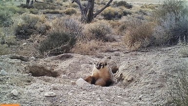 首見獾掩埋比自己體型大幾倍的動物屍體