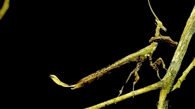 「呼叫龍之母！」巴西雨林驚見像龍的螳螂