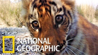 保育有成！尼泊爾老虎數量爬升至235隻