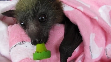 看澳洲「蝙蝠媽媽」如何細心呵護小蝙蝠