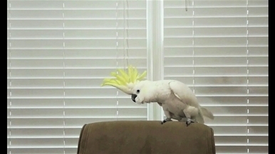 葵花鳳頭鸚鵡「雪球」的舞技可能比你強！