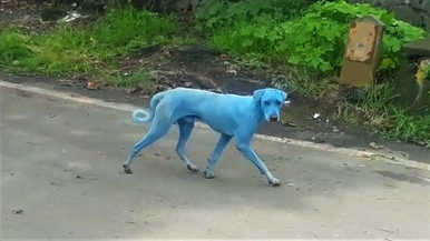 印度街頭的藍色狗狗