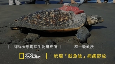 玳瑁「魷魚絲」的漫漫回家路 程一駿教授專訪