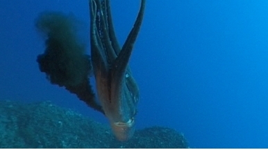 章魚墨汁成分為何？