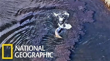 看瓶鼻海豚如何使用「泥巴網」捕魚
