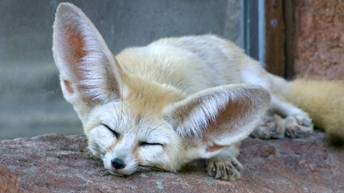 大耳狐，你的耳朵為什麼那麼大？