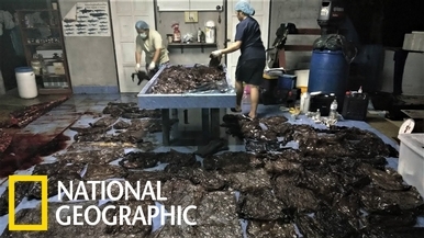 心痛！鯨魚誤食80個塑膠袋，命喪泰國南部