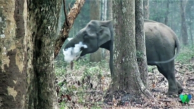 我眼花了嗎？這頭大象為什麼在樹林中吞雲吐霧？！