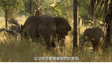探險直擊：拍攝受創大象