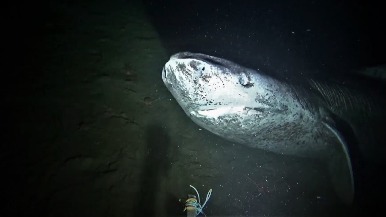 長壽神秘鯊魚現身加拿大冰冷海底