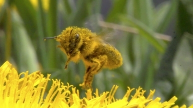 你知道人類依賴蜜蜂已長達9,000年嗎？
