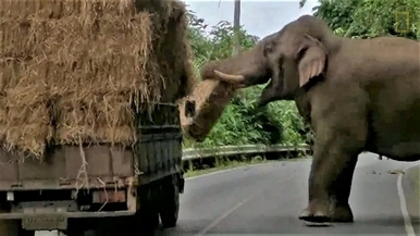 「停車！這是搶劫！」泰國大象攔車搶牧草