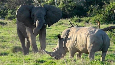 大象想玩，犀牛卻不領情