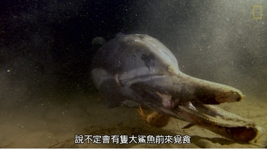 探險直擊：海豚屍體孕育生態新樂園