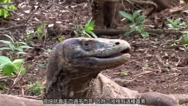 地球上最可怕的蜥蜴—科摩多龍