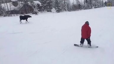罕見畫面：駝鹿窮追滑雪板玩家