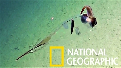 ROV視角：奇特的深海透明「小頭魷」