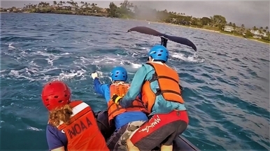 座頭鯨遭漁網纏繞 救援人員冒險上前解救！