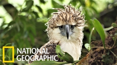 一睹雄偉、稀有的「鷹中之虎」──菲律賓鷹