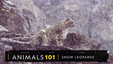 101動物教室：神祕的山中幽靈──雪豹