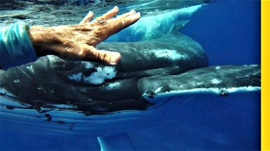 罕見畫面：潛水遇鯊魚 鯨魚「即刻救援」