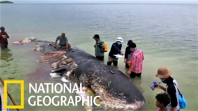 死亡抹香鯨沖上岸，腹內有6公斤塑膠垃圾