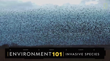 101環境教室：入侵種
