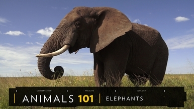 101動物教室：大象