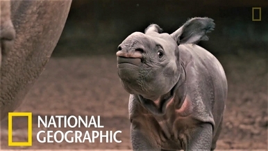 「媽媽的跟屁蟲！」可愛印度犀牛寶寶出生啦！