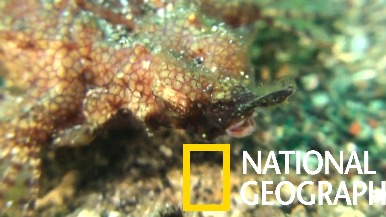 你有看過奇特的「海蛾魚」嗎？