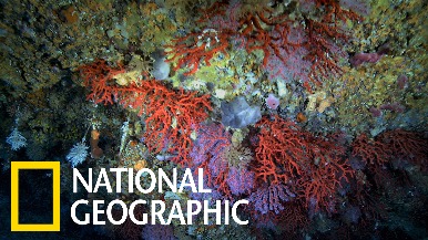 地中海的紅珊瑚危機