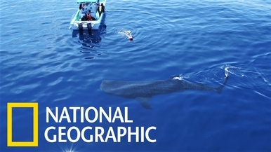 空拍視角：坎昆外海的鯨鯊覓食場