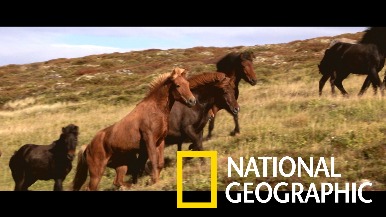 純種培育長達千年之久的冰島馬