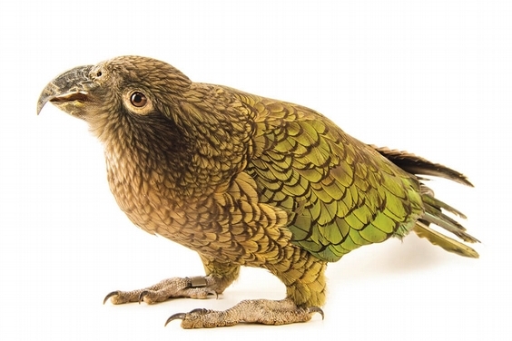 鳥類年