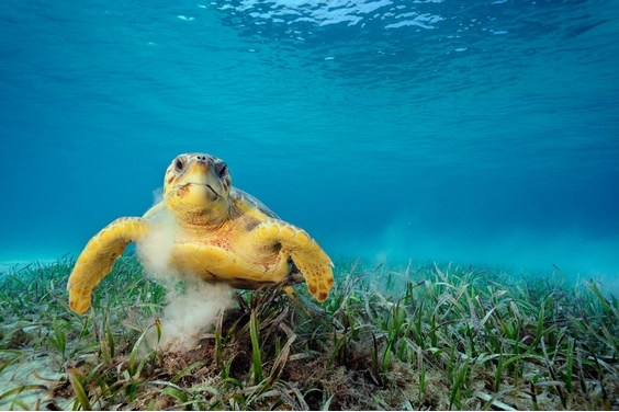 海龜殼上能乘載超過10萬隻搭便車的小生物