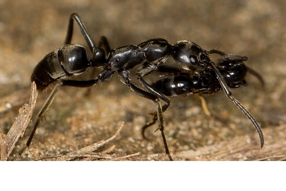 新發現：螞蟻竟會在戰場上救援傷兵