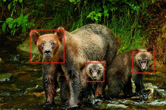 這是哪隻熊？