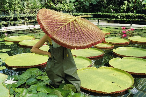 睡蓮陽傘