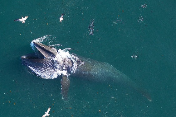 鬚鯨的食量是先前認為的三倍，就連排泄物都是寶！
