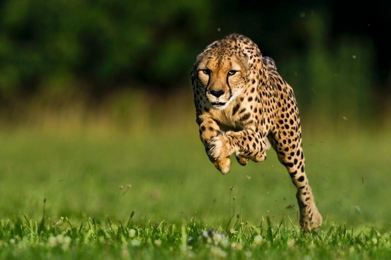 地表最快的獵豹逝世——一同欣賞牠奔馳的美