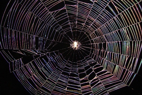 蛛網上的蜘蛛