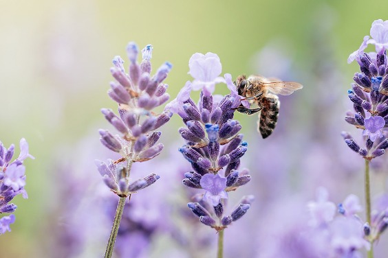 哈佛研究：蜜蜂等授粉昆蟲減少 每年害42萬人早死
